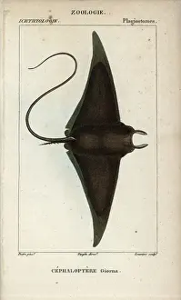Poisson Prints: Devil fish or giant devil ray, Mobula mobular
