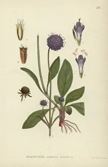 Wahlstronm Prints: Devil's bit scabious, Scabiosa succisa