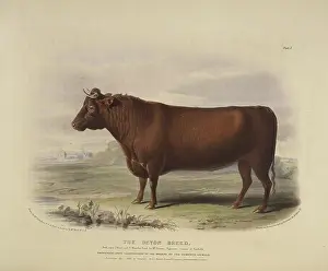 Steer Prints: The Devon Breed