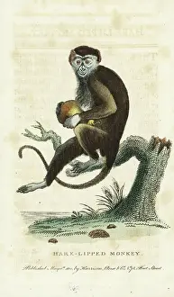 Pocket Prints: Diana monkey, Cercopithecus diana
