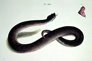 Bestiary Prints: Die Atter, (The Adder), c1750. Adder
