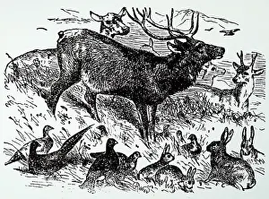 Rabbit Prints: Different game animals