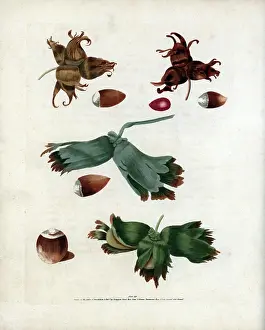 Hazelnut Prints: Different types of hazelnuts - Filbert varieties