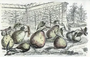 Images Dated 2023 April: Different types of pears