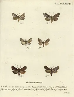 Dingy shell, dusky marbled brown and brown rustic