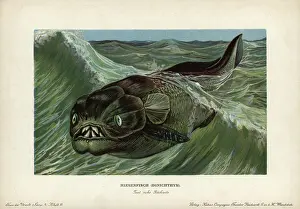 Reconstitution Prints: Dinichthys, kind of placoderms
