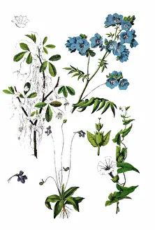Dodder, Hellweed, Strangle-tare