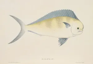 Cetaceans Prints: The dolphin