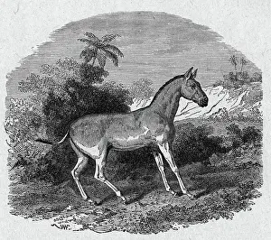Donkeys Prints: Donkey