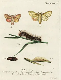 Larva Prints: Drinker moth, Euthrix potatoria