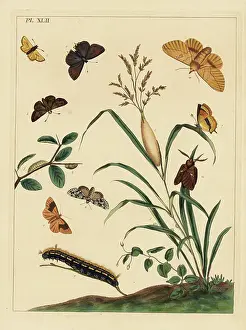 Metamorphosis Prints: Drinker moth, Euthrix potatoria