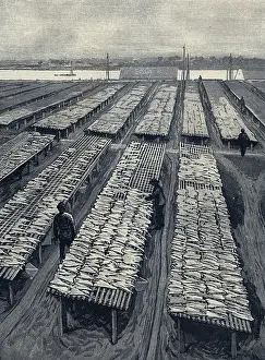 Massachusetts Prints: Drying cod on flakes, Gloucester, Mass. USA. Engraving 1890