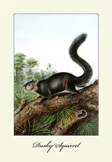 1850s Prints: Dusky Squirrel