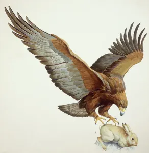 Catching Prints: Eagle chasing for prey