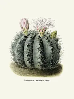 Cactus Prints: Echinocactus multiflorus Hook
