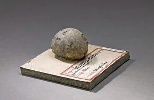 Echinoconus castanea (Echinoderms), Natural History Museum of Marseille
