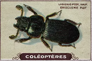 Thomas Jones Prints: Entomology: representation of a eriocueme plot of the olive tree