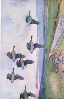 Frank Southgate Prints: The evening flight (litho)
