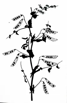 Czech Prints: An example of the Mendelian trait in the culinary pea