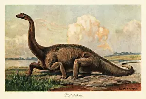 Extinct Diplodocus longus on the plains. 1908 (illustration)
