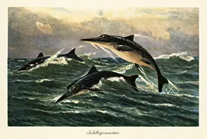 Pre History Prints: Extinct ichthyosaurs jumping above the ocean. 1908 (illustration)