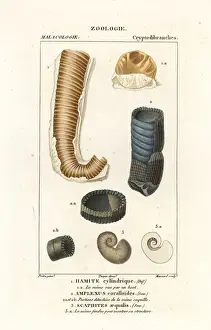 Massard Prints: Extinct shells
