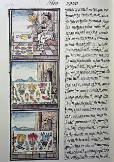Sahagun Bernardino Ribeiro De Prints: Feather processing after the Spanish conquest
