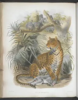 Panther Prints: Felis pardus. Leopard