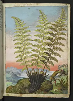 Fern Prints: A fern