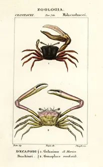 Corsi Prints: Fiddler crab and angular crab