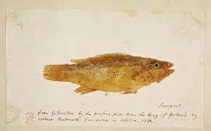 Album Prints: A fish