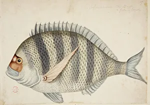 Album Prints: A fish