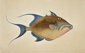 Album Prints: A fish