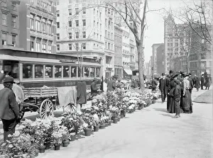 1904 Prints: Flower Vendors, Easter Display, New York City, USA, c. 1904 (b / w photo)