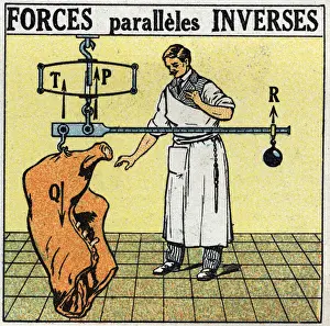Forces: reverse parallel forces. A butcher weighing a meat carcass with a Roman scale