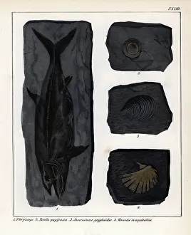 Boite Prints: Fossil of extinct fish: Thryssops
