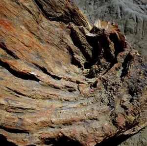 Fossilized Prints: Fossilized trunk, Bosque Jose Ormeachea, Sarmiento, Patagonia, Argentina (photo)
