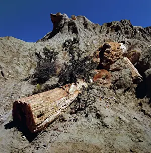Fossilized Prints: Fossilized trunk, Bosque Jose Ormeachea, Sarmiento, Patagonia, Argentina (photo)