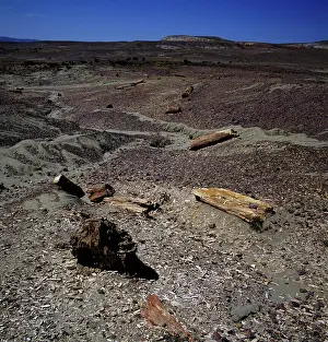 Fossilized Prints: Fossilized trunks, Bosque Jose Ormeachea, Sarmiento, Patagonia, Argentina (photo)