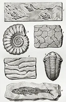 Fossils