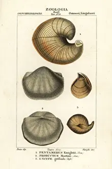 Stanghi Prints: Fossils of extinct lamp shells