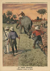 In French Congo, elephant trained to ploughing, illustration from Le Petit Journal' In French Congo, elephant trained to ploughing, illustration from Le Petit Journal'