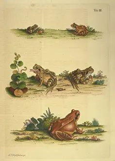 Amphibians Prints: Several frogs