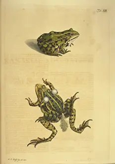 Amphibians Prints: Two frogs, one laying spawn