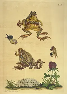 Amphibians Prints: Frogs mating