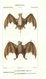 Batelli Prints: Fruit bats