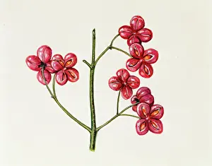 Capsule Prints: Fruit capsules