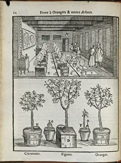 Hothouse Prints: Fruit trees