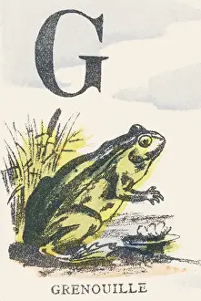 G: frog