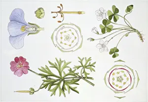 Variation Prints: Geranium (Geranium)